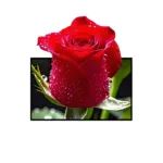 3D silver projector screen